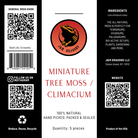 Miniature Tree Moss / Climacium