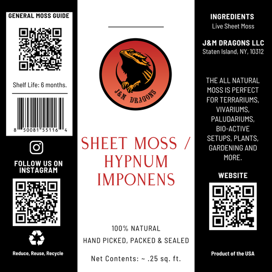 Sheet Moss / Hypnum imponens