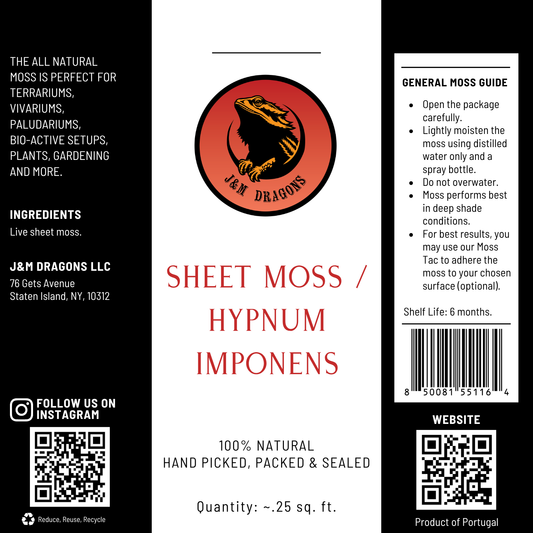 Sheet Moss / Hypnum imponens