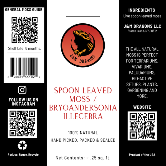 Spoon Leaved Moss / Bryoandersonia illecebra