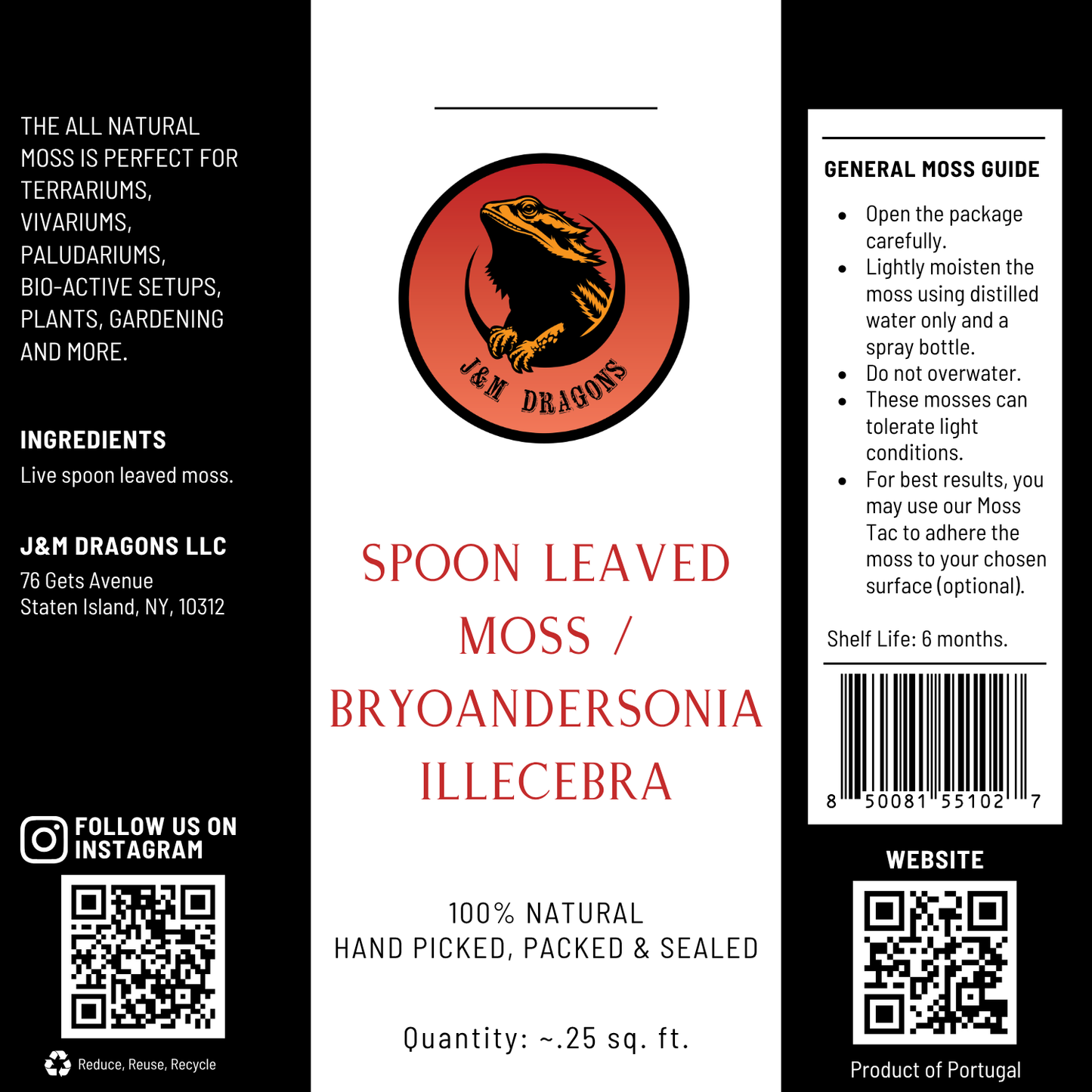 Spoon Leaved Moss / Bryoandersonia illecebra