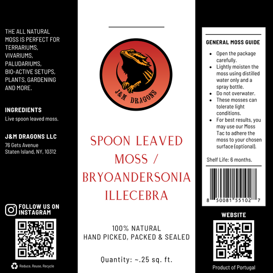 Spoon Leaved Moss / Bryoandersonia illecebra