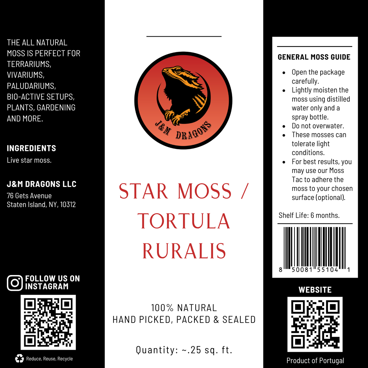 Star Moss / Tortula ruralis
